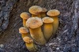 Omphalotus subilludens image