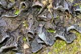 Leptogium corticola image