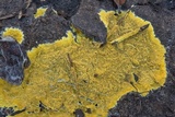 Phlebia subochracea image