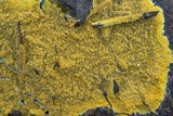 Phlebia subochracea image