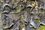Leptogium corticola image