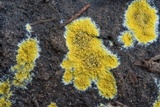 Phlebia subochracea image