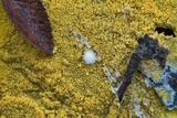 Phlebia subochracea image