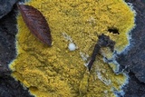 Phlebia subochracea image