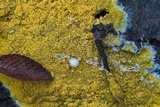 Phlebia subochracea image