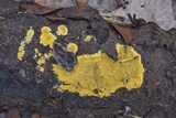 Phlebia subochracea image