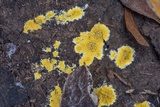 Phlebia subochracea image