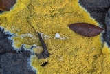 Phlebia subochracea image