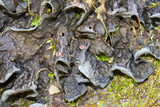Leptogium corticola image