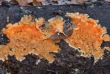 Hydnophlebia chrysorhiza image