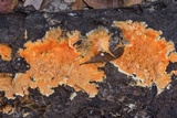 Hydnophlebia chrysorhiza image
