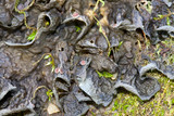 Leptogium corticola image