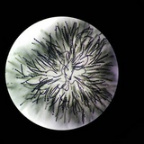 Xylaria polymorpha image