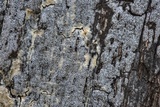 Biscogniauxia atropunctata image