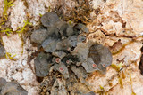 Leptogium corticola image