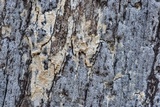 Biscogniauxia atropunctata image