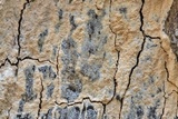 Radulodon copelandii image