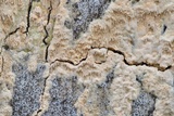 Radulodon copelandii image