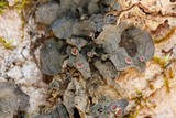 Leptogium corticola image