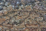 Radulodon copelandii image