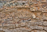 Radulodon copelandii image