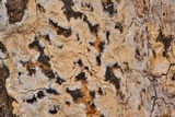 Radulodon copelandii image
