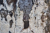 Radulodon copelandii image