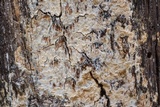 Radulodon copelandii image