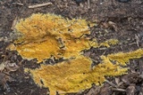 Phlebia subochracea image