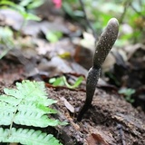 Xylaria telfairii image