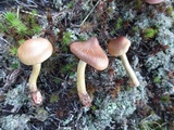 Cortinarius semisanguineus image