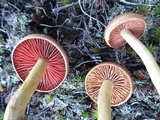 Cortinarius semisanguineus image