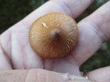 Cortinarius semisanguineus image