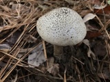 Amanita atkinsoniana image