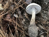 Amanita atkinsoniana image