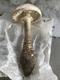 Amanita atkinsoniana image