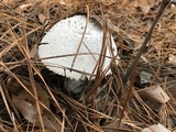 Amanita polypyramis image