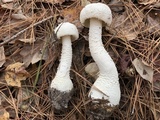 Amanita polypyramis image