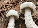 Amanita polypyramis image
