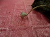 Mycena subcaerulea image