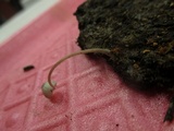 Mycena subcaerulea image