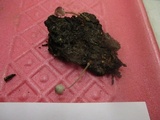 Mycena subcaerulea image