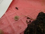 Mycena subcaerulea image