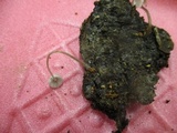 Mycena subcaerulea image