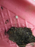 Mycena subcaerulea image