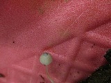 Mycena subcaerulea image