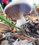 Pleurotus eryngii image