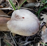 Pleurotus eryngii image