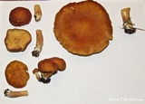 Gymnopilus humicola image