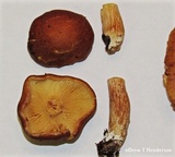 Gymnopilus humicola image